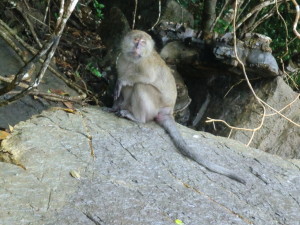 Opice na "opičí" pláži, Phi Phi
